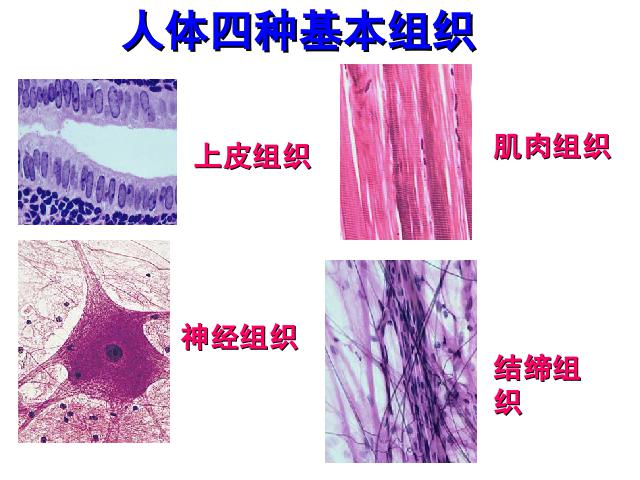 初一上册生物生物2.2.2动物体的结构层次优质课第7页