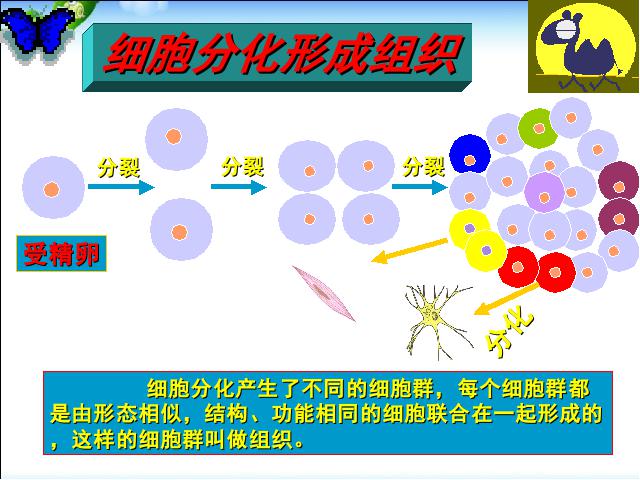 初一上册生物生物2.2.2动物体的结构层次教研课第7页