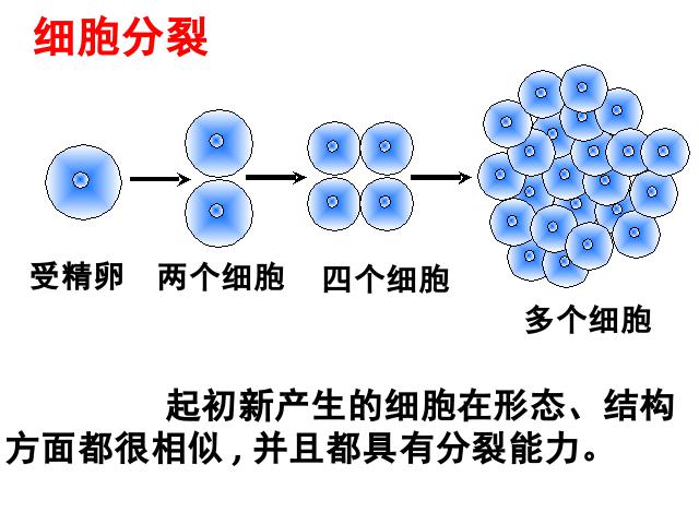 初一上册生物生物2.2.2动物体的结构层次精品第2页