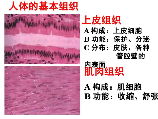 初一上册生物生物2.2.2动物体的结构层次精品第6页