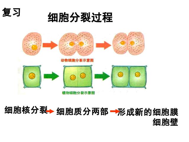 初一上册生物生物2.2.2动物体的结构层次优秀获奖第3页