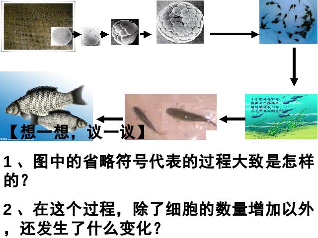 初一上册生物生物2.2.2动物体的结构层次优秀获奖第5页