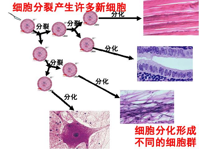 初一上册生物生物2.2.2动物体的结构层次优秀获奖第7页