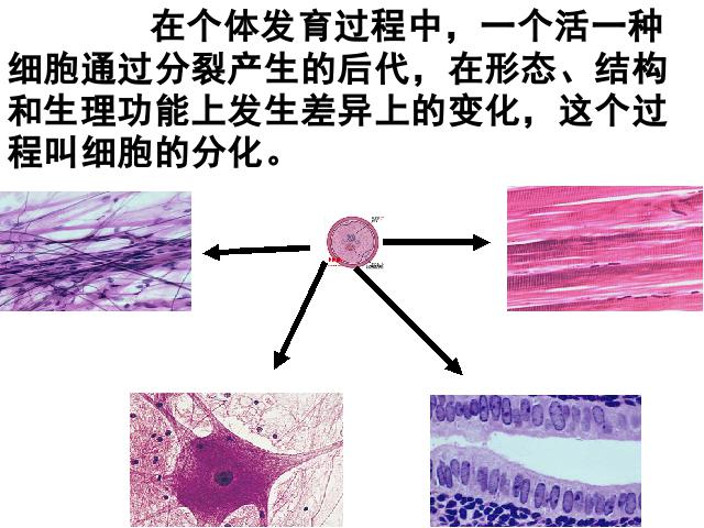 初一上册生物生物2.2.2动物体的结构层次优秀获奖第8页