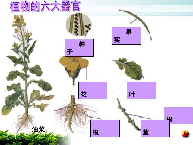 初一上册生物生物2.2.3植物体的结构层次教研课第10页