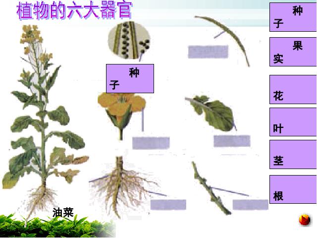 初一上册生物生物2.2.3植物体的结构层次教研课第5页