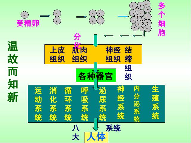 初一上册生物生物2.2.3植物体的结构层次ppt原创课件（）第3页