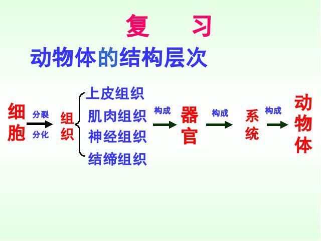 初一上册生物生物2.2.3植物体的结构层次优秀获奖第3页