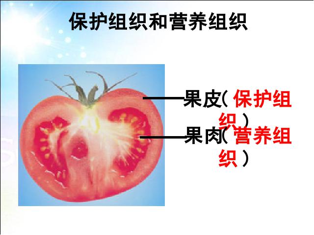 初一上册生物生物2.2.3植物体的结构层次上课下载第9页