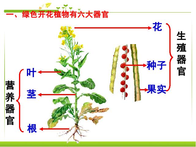 初一上册生物生物2.2.3植物体的结构层次精品第4页