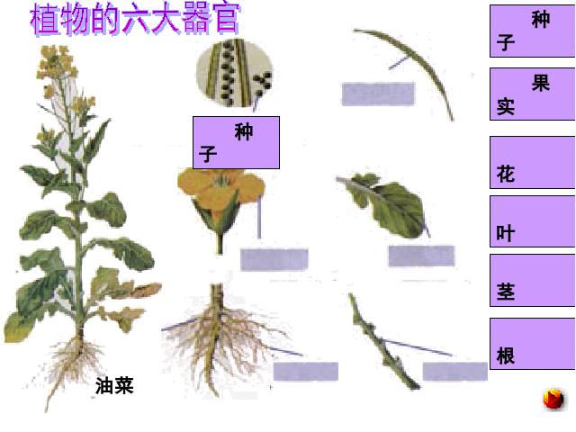 初一上册生物生物2.2.3植物体的结构层次ppt比赛获奖教学课件第10页