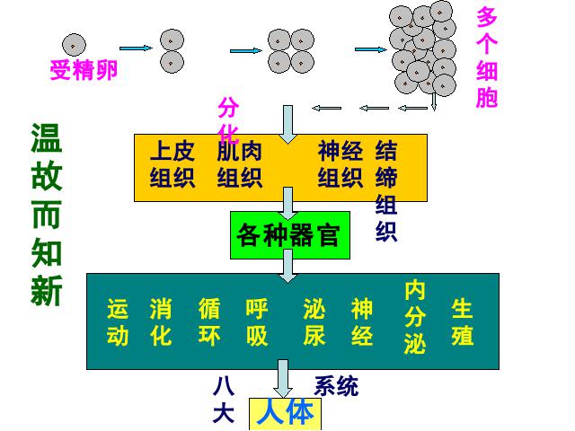 初一上册生物生物2.2.3植物体的结构层次ppt比赛获奖教学课件第5页