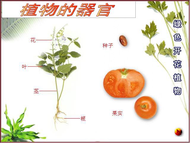 初一上册生物生物2.2.3植物体的结构层次ppt比赛获奖教学课件第9页