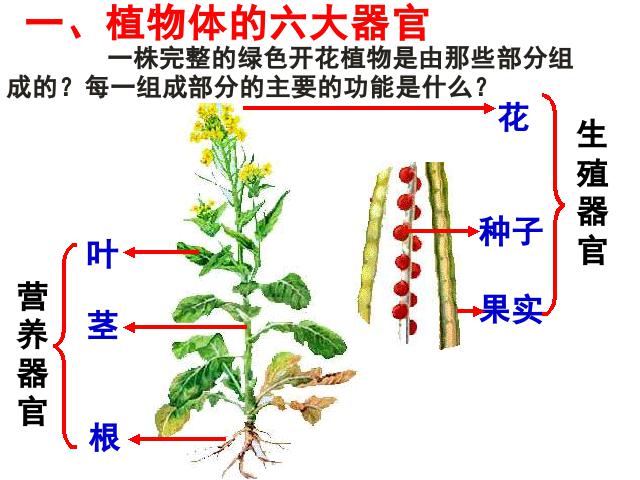 初一上册生物生物2.2.3植物体的结构层次优质课第4页