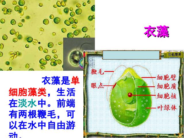 初一上册生物2.2.4单细胞生物生物公开课第10页