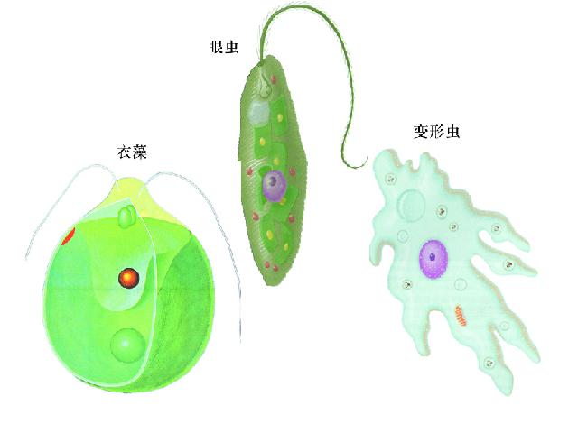 初一上册生物2.2.4单细胞生物生物公开课第4页