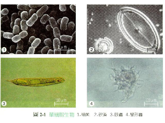 初一上册生物2.2.4单细胞生物生物公开课第5页
