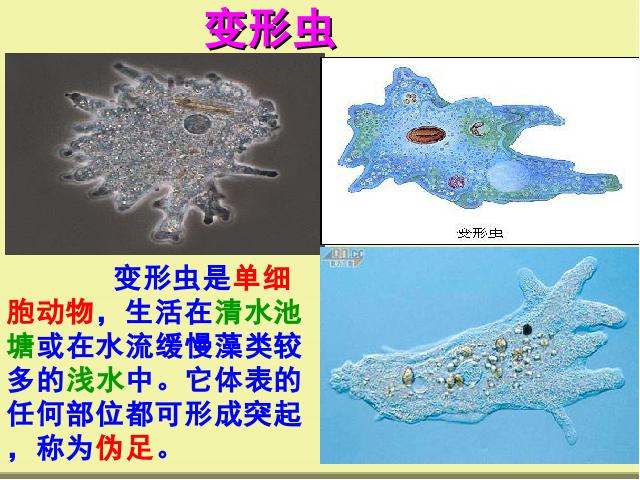 初一上册生物2.2.4单细胞生物生物公开课第9页