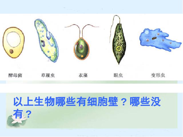 初一上册生物生物公开课ppt2.2.4单细胞生物课件第10页