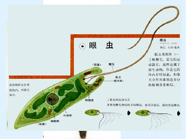 初一上册生物生物公开课ppt2.2.4单细胞生物课件第6页