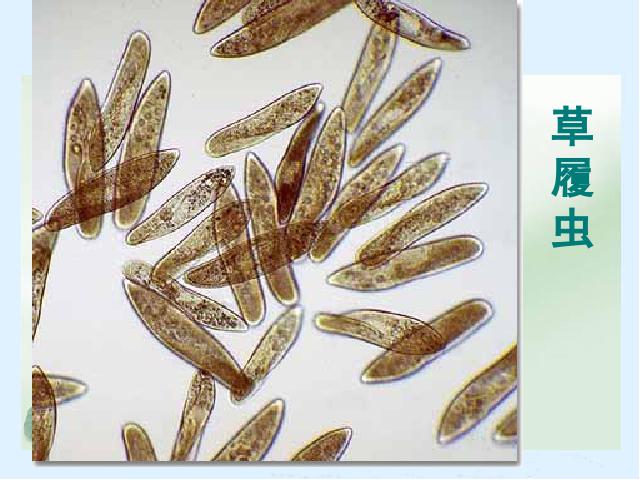 初一上册生物生物公开课ppt2.2.4单细胞生物课件第8页