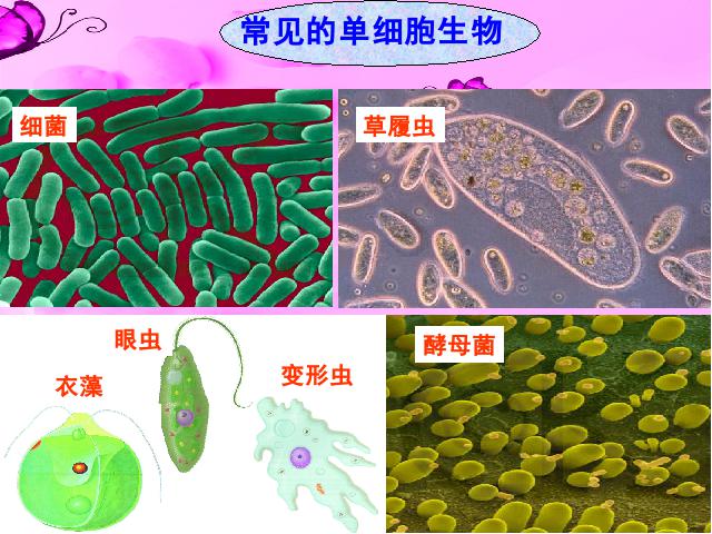 初一上册生物2.2.4单细胞生物PPT教学自制课件(生物)第3页