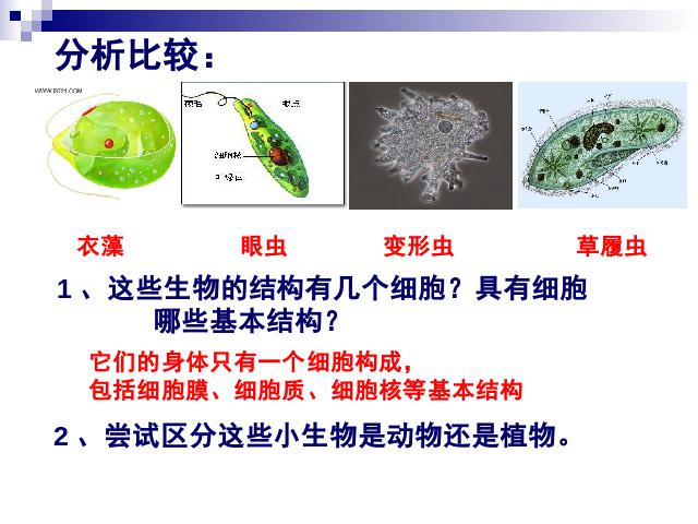 初一上册生物生物教研课ppt2.2.4单细胞生物课件第3页