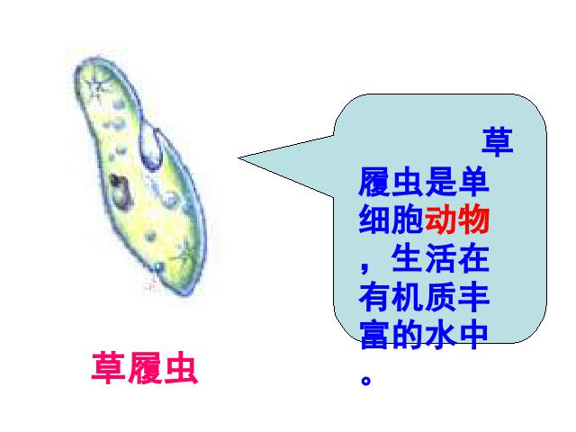 初一上册生物生物教研课ppt2.2.4单细胞生物课件第8页