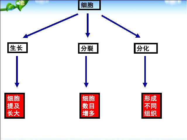 初一上册生物生物2.2.4单细胞生物ppt比赛获奖教学课件第3页