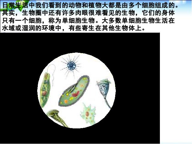 初一上册生物生物2.2.4单细胞生物ppt比赛获奖教学课件第6页