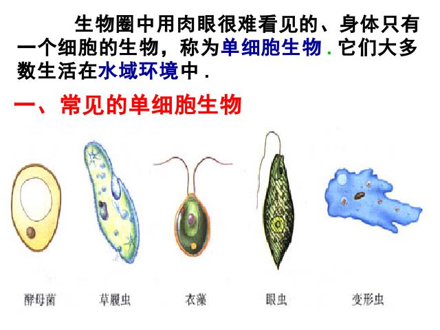 初一上册生物生物2.2.4单细胞生物优质课第3页