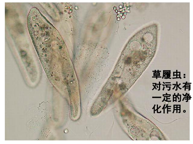 初一上册生物生物2.2.4单细胞生物优质课第6页