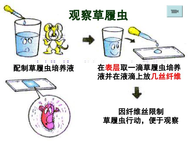 初一上册生物生物2.2.4单细胞生物优质课第9页