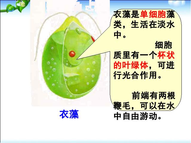 初一上册生物精品课件2.2.4单细胞生物ppt第5页