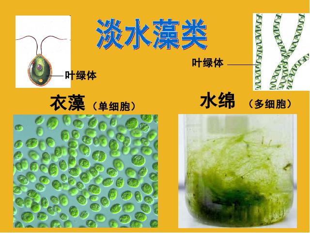 初一上册生物生物3.1.1藻类苔藓和蕨类植物优质课第7页