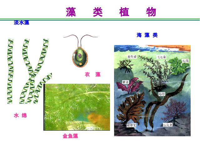 初一上册生物生物3.1.1藻类苔藓和蕨类植物ppt比赛获奖教学课件第6页