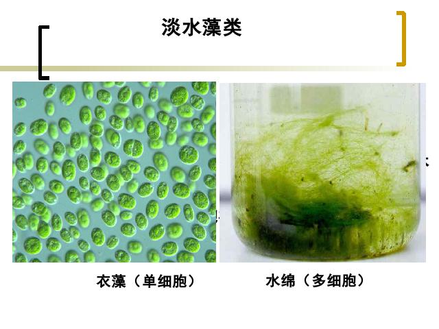 初一上册生物生物3.1.1藻类苔藓和蕨类植物ppt比赛获奖教学课件第7页