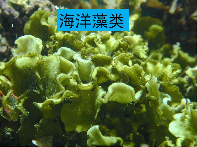 初一上册生物生物3.1.1藻类苔藓和蕨类植物上课下载第4页