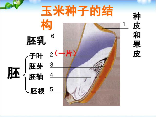 初一上册生物生物3.1.2种子植物优质课第10页