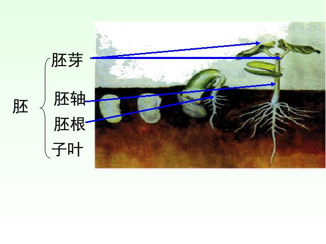 初一上册生物生物3.1.2种子植物上课下载第9页