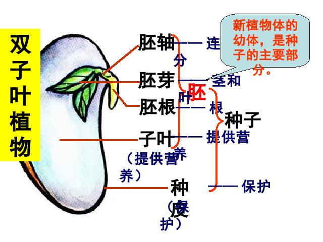 初一上册生物生物3.1.2种子植物教研课第7页