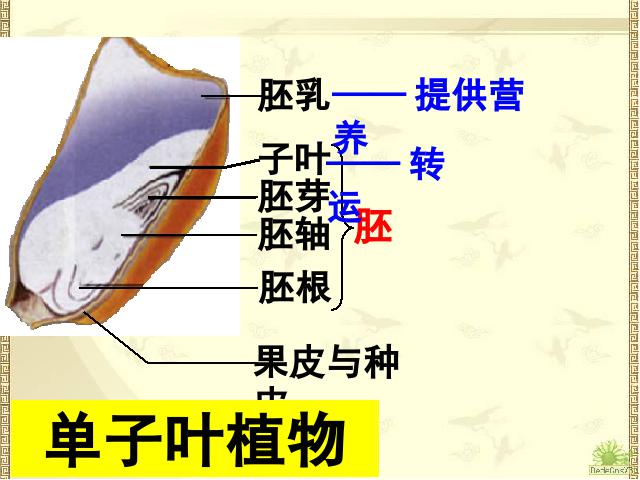 初一上册生物生物3.1.2种子植物教研课第8页