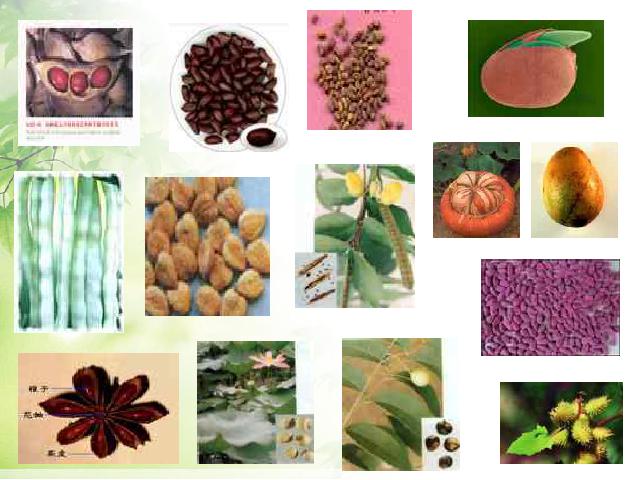 初一上册生物生物3.1.2种子植物优质课ppt课件下载第3页