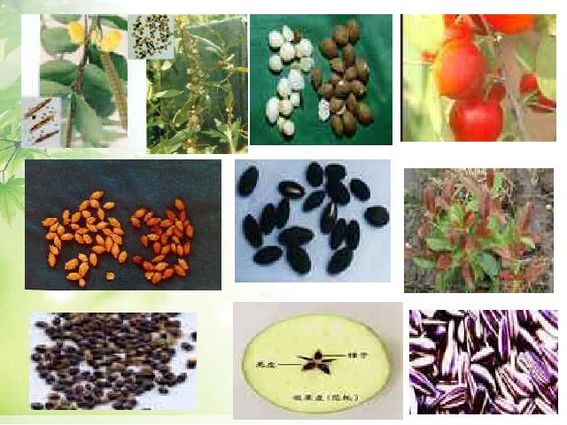初一上册生物生物3.1.2种子植物优质课ppt课件下载第4页