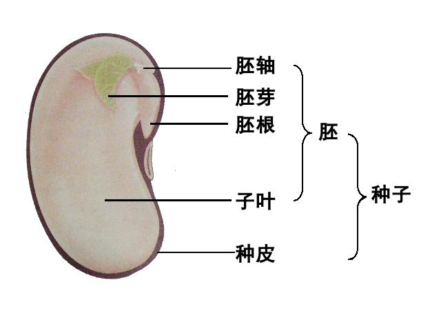 初一上册生物3.2.1种子的萌发生物公开课第1页