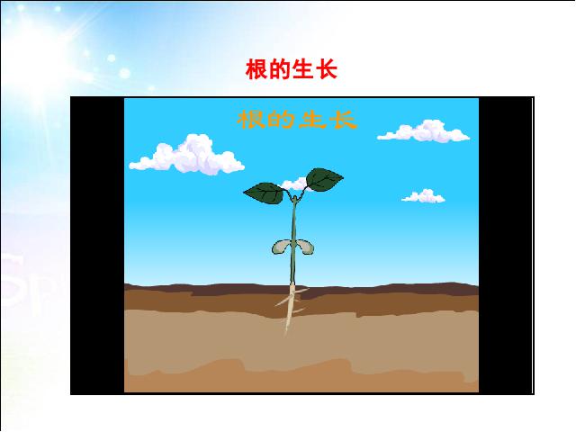 初一上册生物生物3.2.2植株的生长优秀获奖第7页