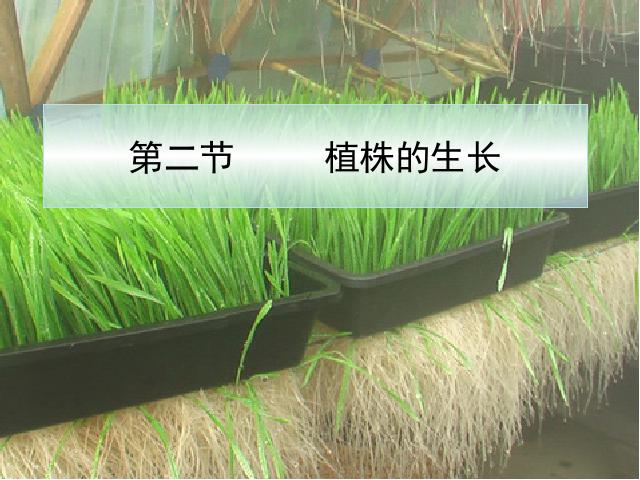 初一上册生物3.2.2植株的生长生物公开课第1页