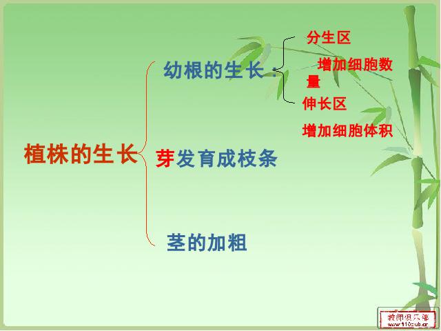 初一上册生物3.2.2植株的生长生物公开课第2页