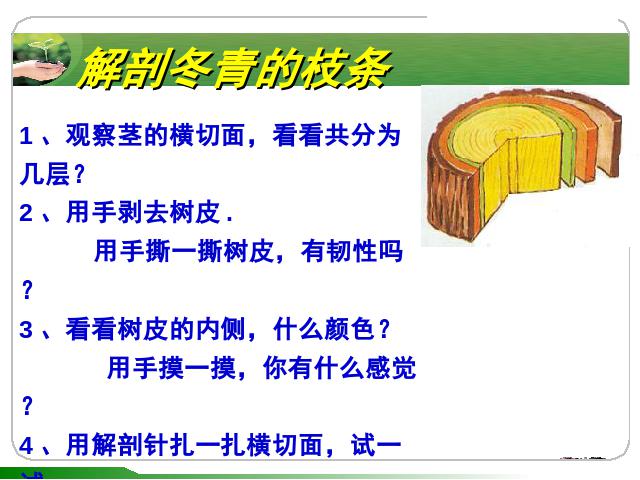 初一上册生物3.2.2植株的生长生物公开课第5页