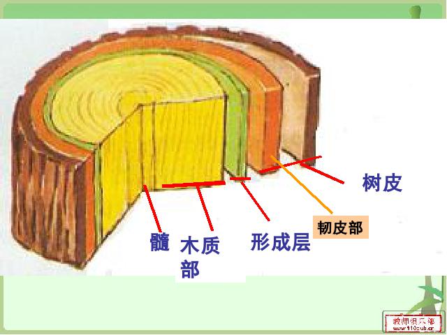 初一上册生物3.2.2植株的生长生物公开课第6页